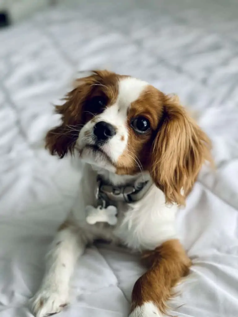 4 a cavalier king charles on a bed