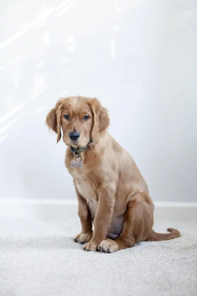 4 a golden retreiver puppy sitting down