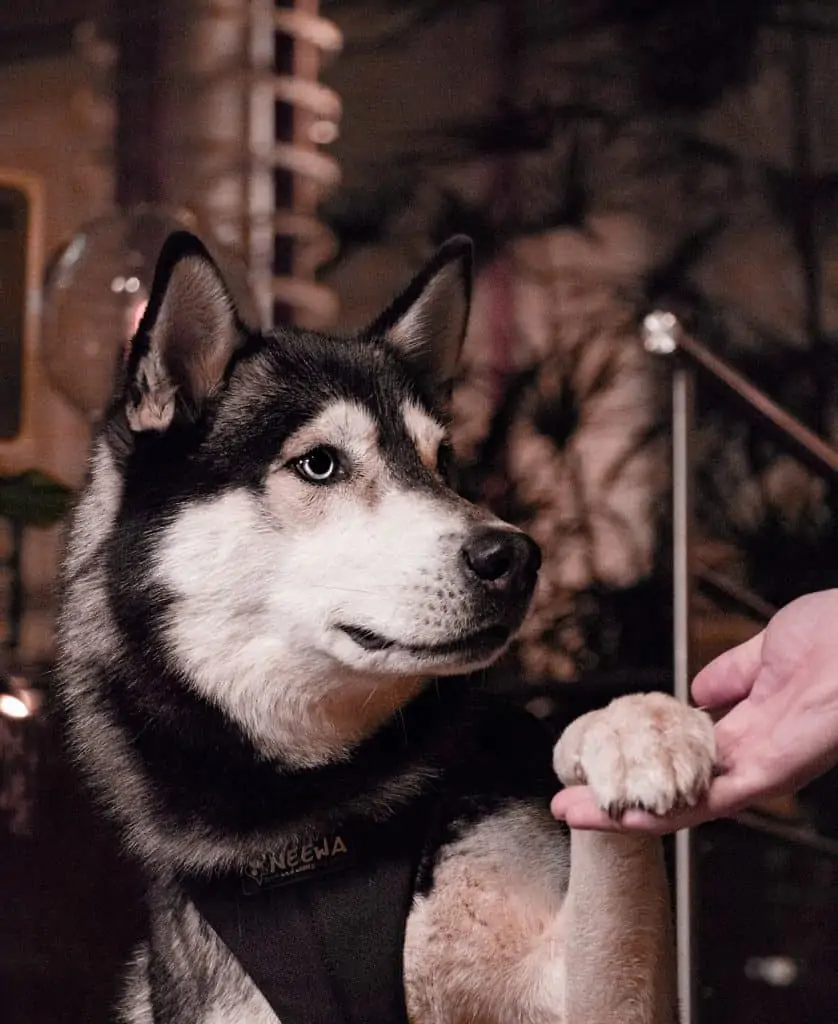 4 a husky with his paw up