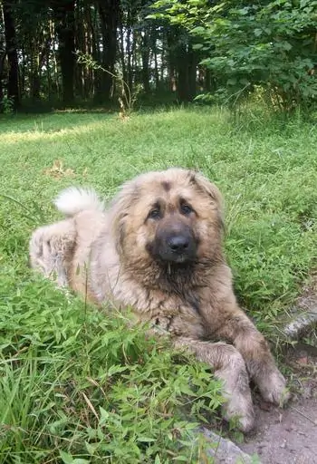 4 a tan Caucasian Ovcharka laying in grass