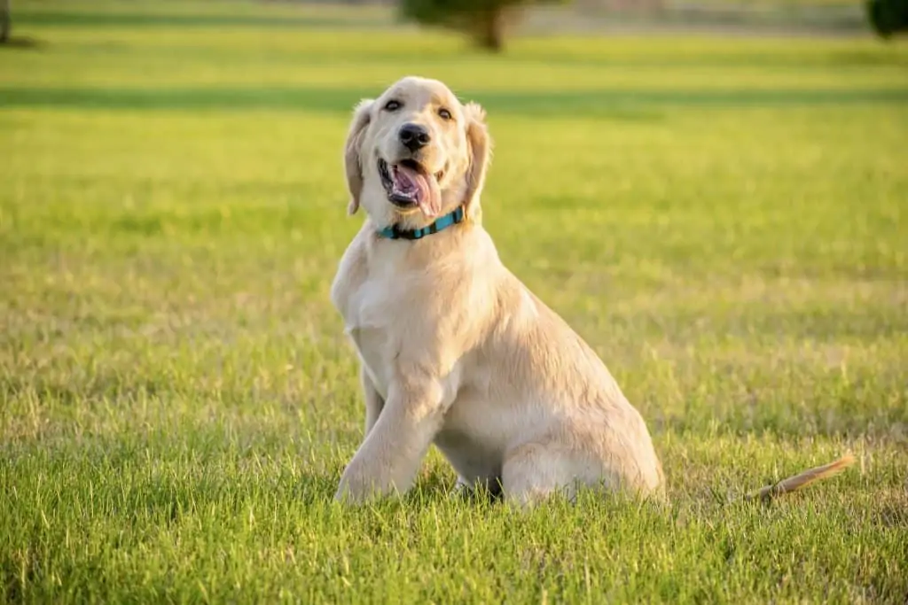 4 a young adult Golden Retriever with a blue collar