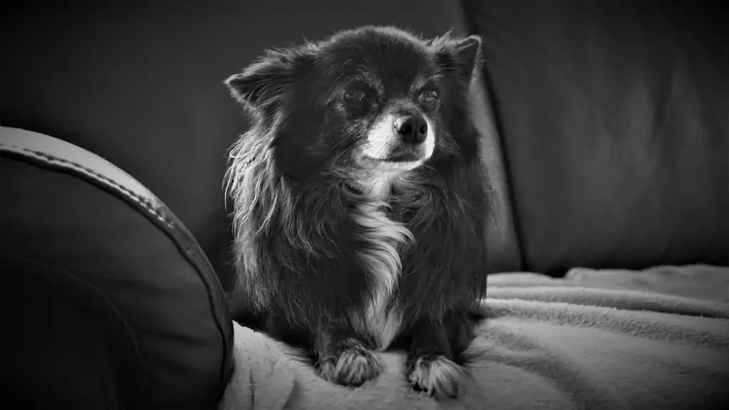 5 a black and white picture of a pomeranian