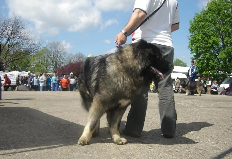 5 a caucasian Ovcharka on a leash