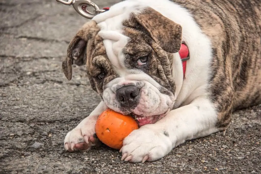 5 an english bulldog chewing on a whole pumpkin