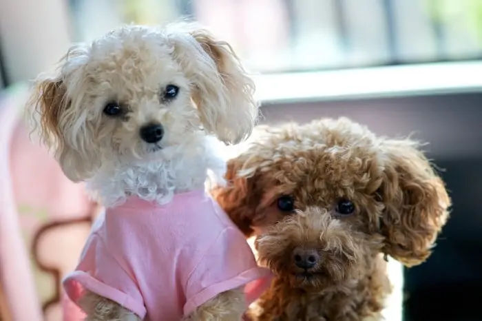 5. two tiny poodles