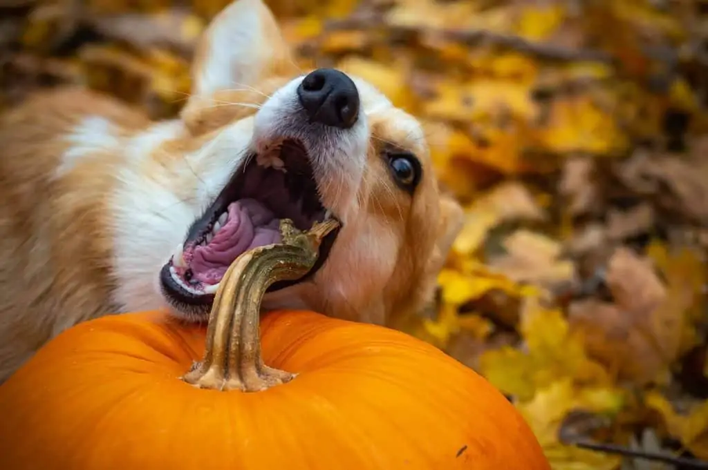 6 a corgi chewing on a pumpkin stem