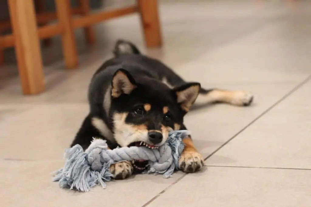 6 a puppy chewing on a toy