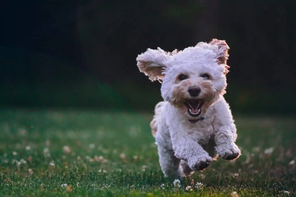 6 a small white dog running in grass