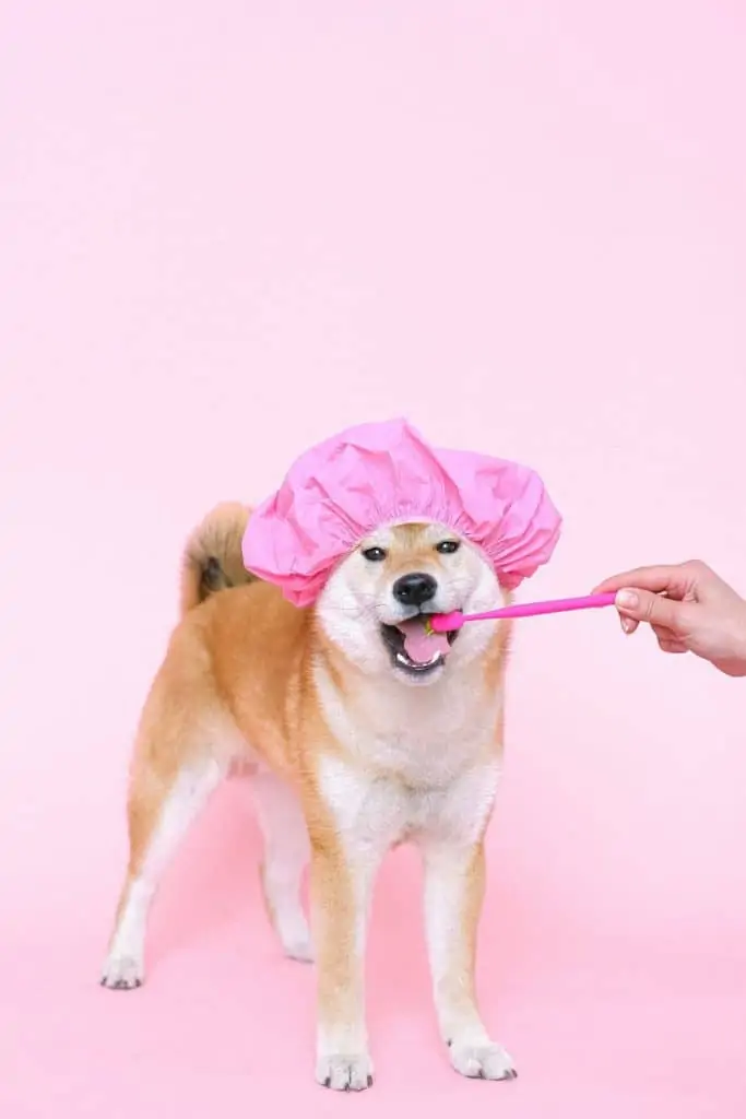 7 a Shiba Inu getting her teeth brushed