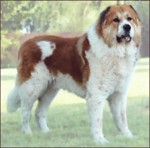 7 a brown and white Caucasian Ovcharka