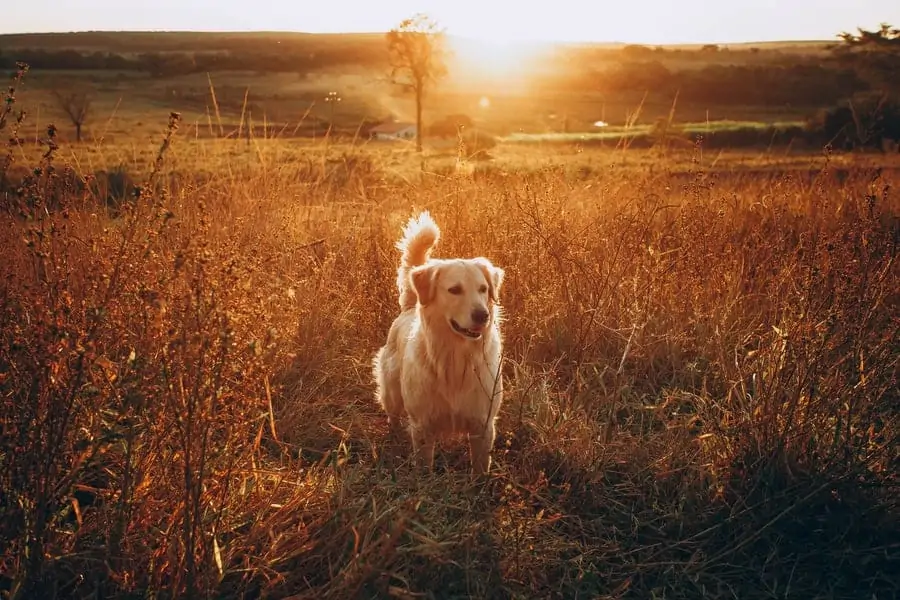 7 a golden retriever in sunset