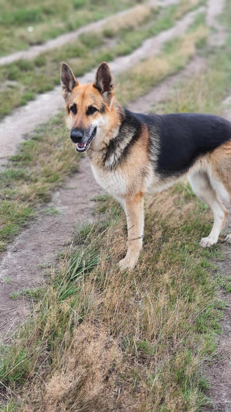 How Much Does A German Shepherd Cost Your Dog Advisor