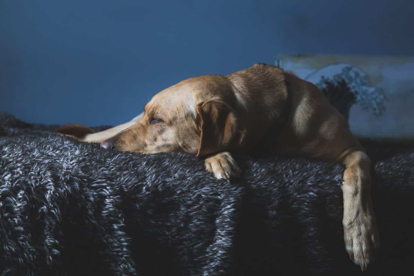 How Long Do Labs Live? The Ins and Outs of Labrador Health and Lifespan