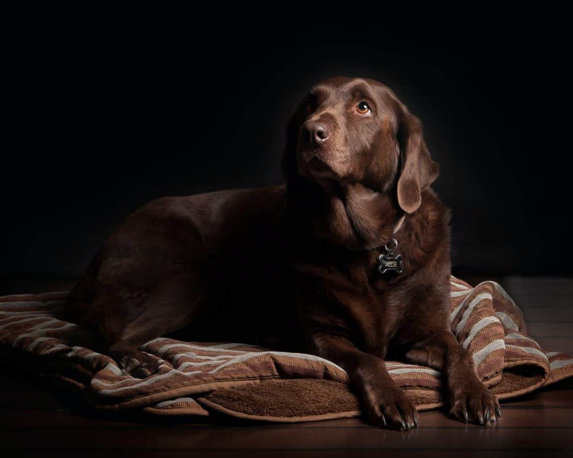 How Long Do Labs Live? The Ins and Outs of Labrador Health and Lifespan
