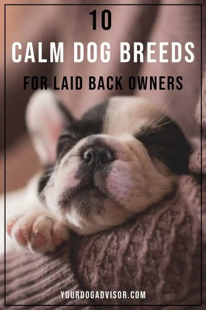 Calm Dog Breeds 2