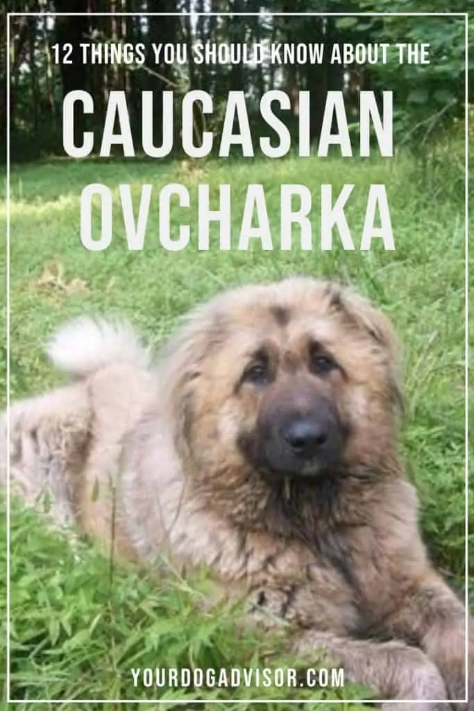 Caucasian Ovcharka 1