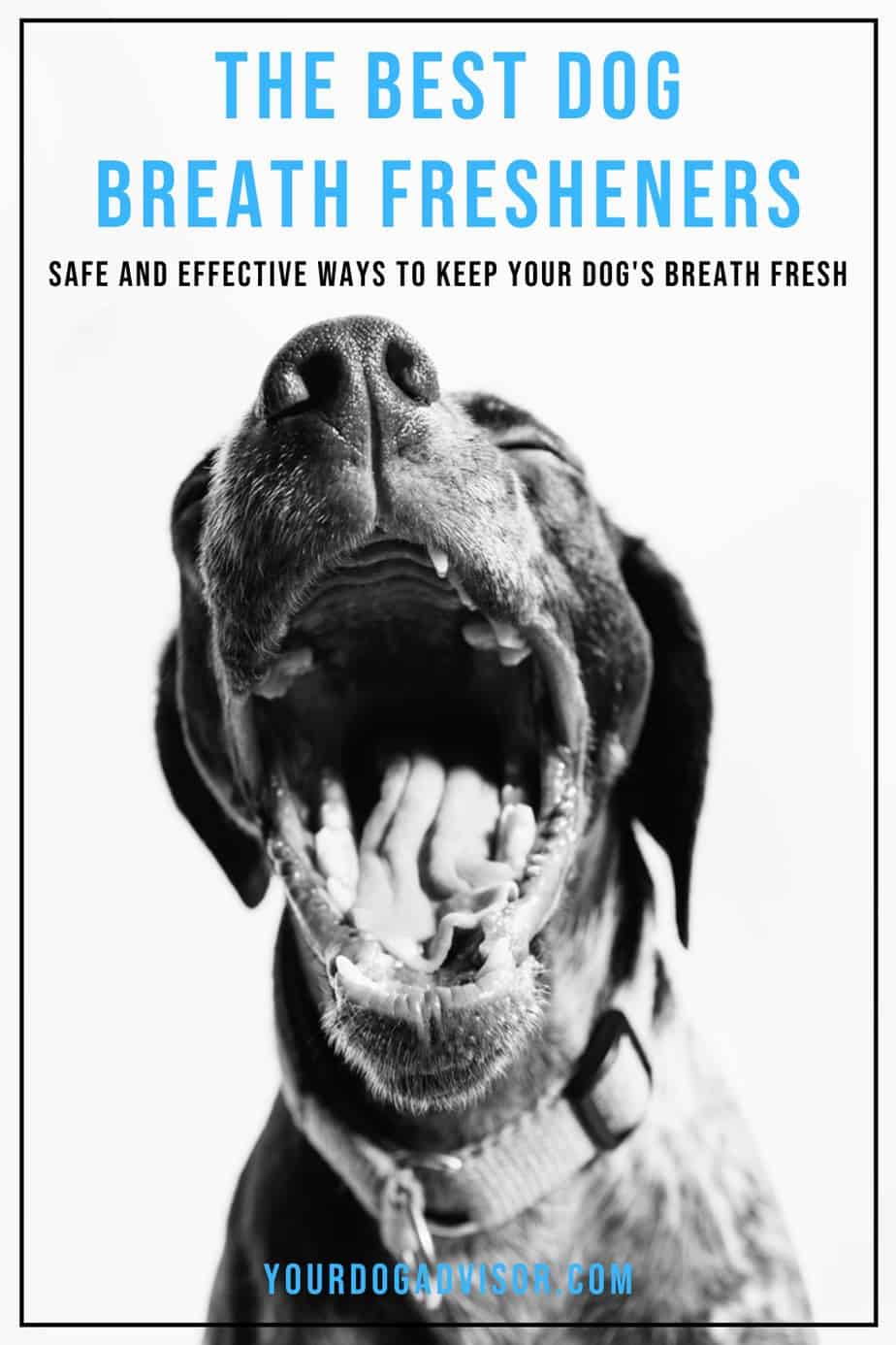 The Best Dog Breath Fresheners Safe and Effective Ways To Keep your