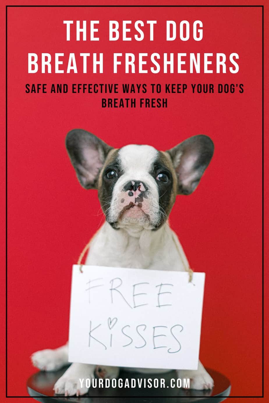 The Best Dog Breath Fresheners Safe and Effective Ways To Keep your