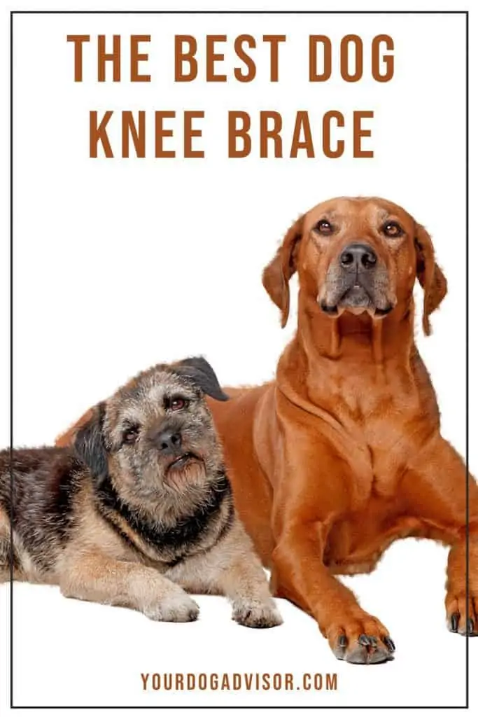 Dog Knee Brace 1