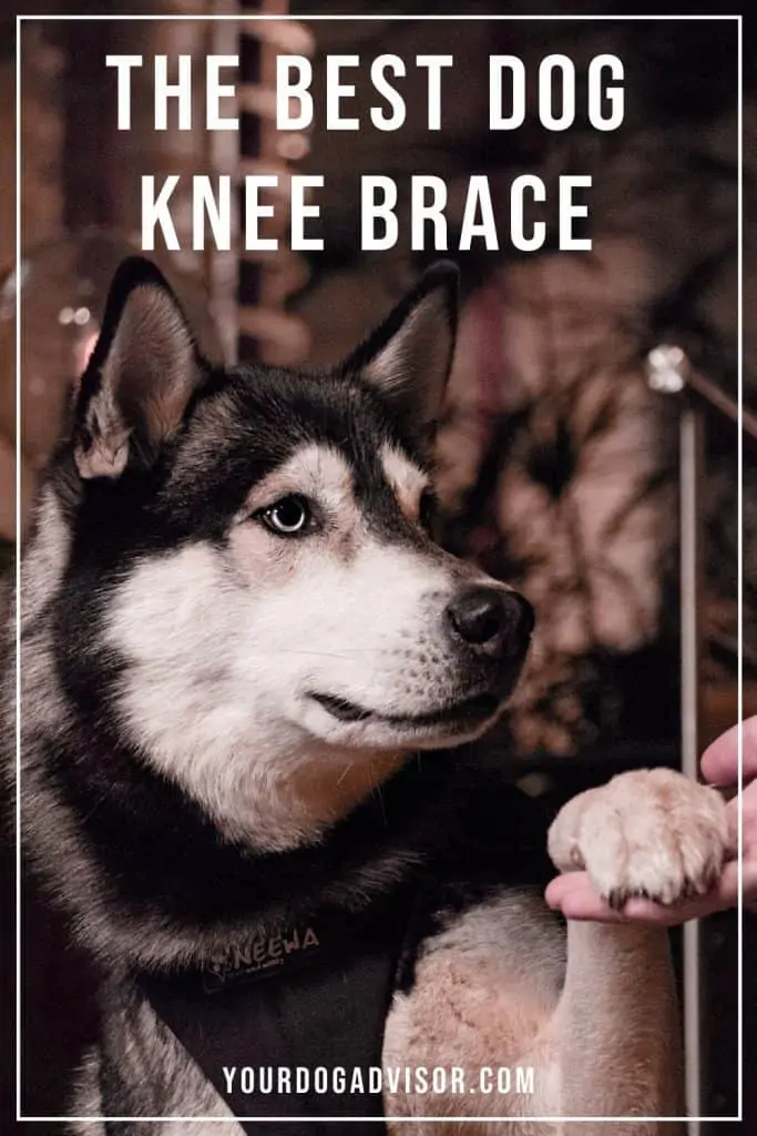 Dog Knee Brace 2