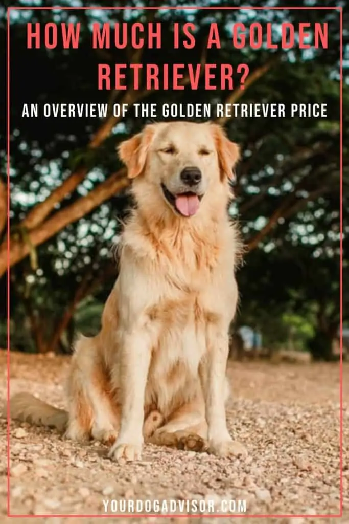 Golden Retriever Price 1