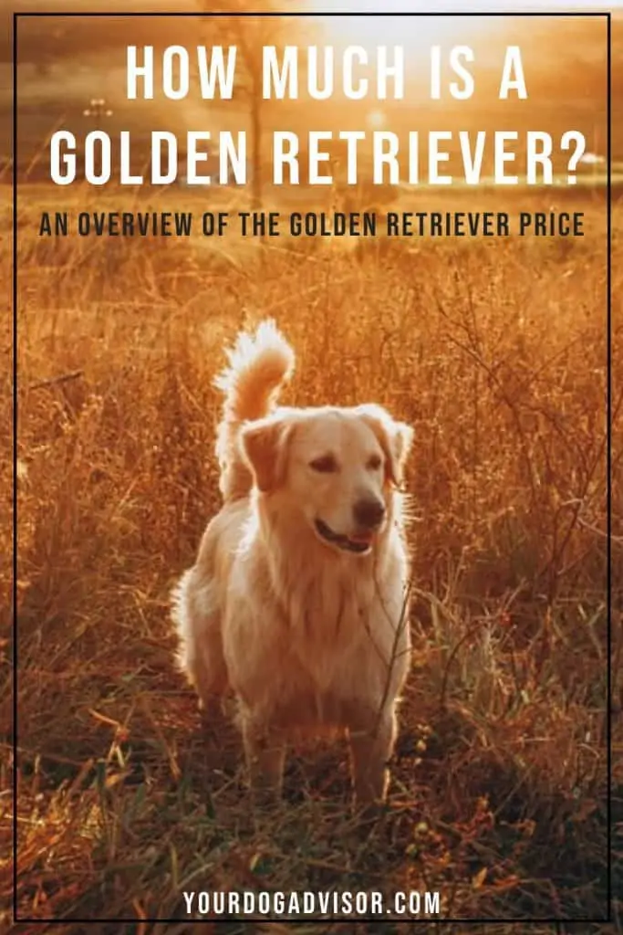 Golden Retriever Price 2