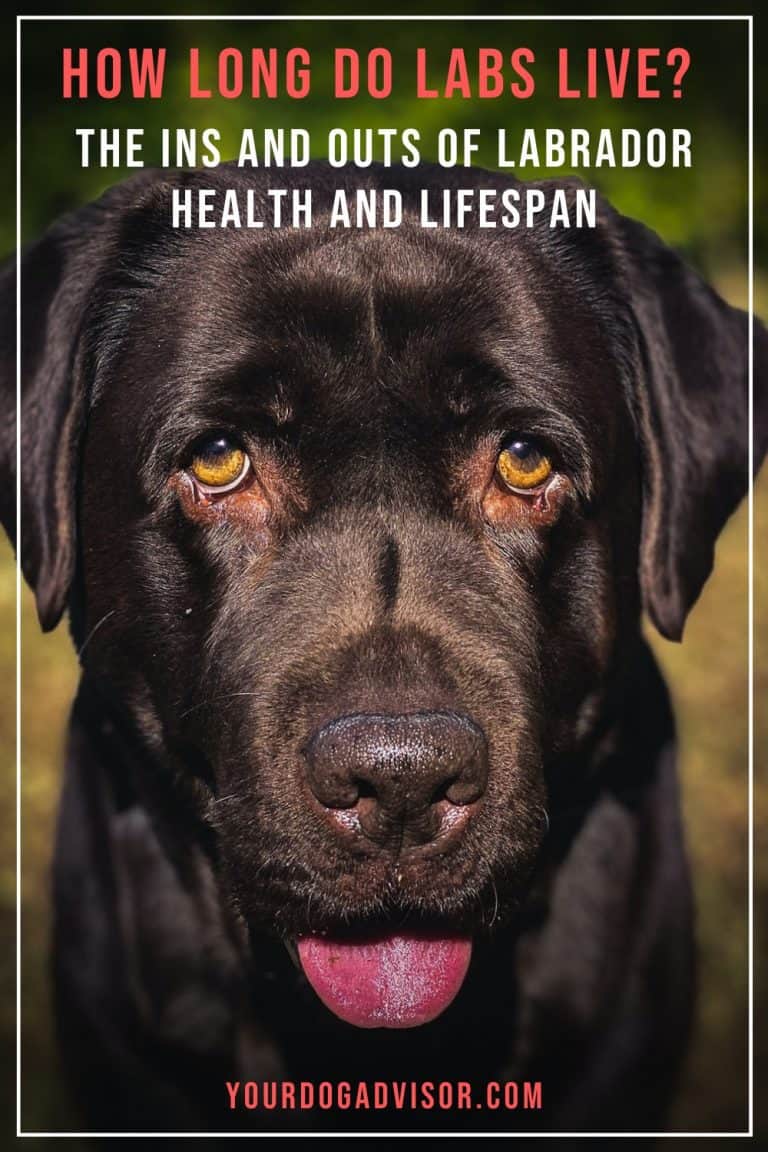 How Long Do Labs Live? The Ins and Outs of Labrador Health and Lifespan