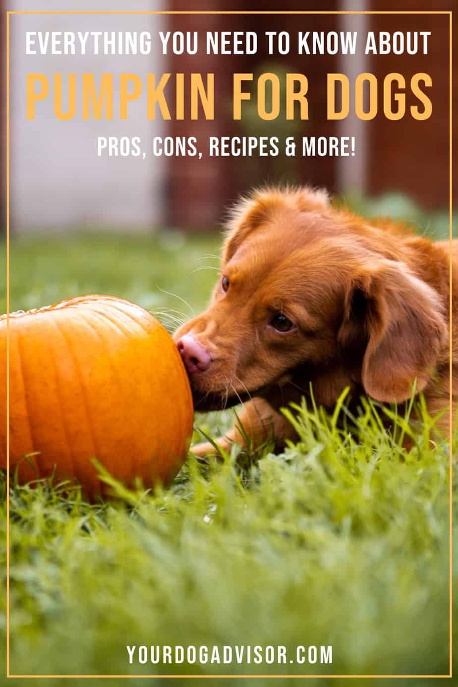 Pumpkin For Dogs? Pros, Cons, Recipes and More Your Dog Advisor