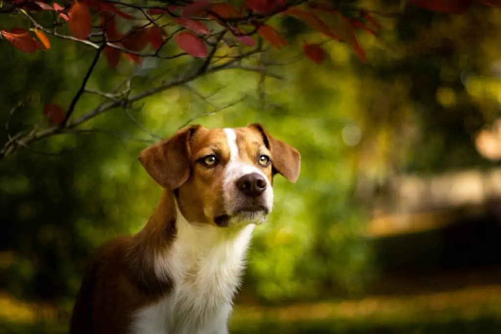 1 a Lab Hound Mix outside