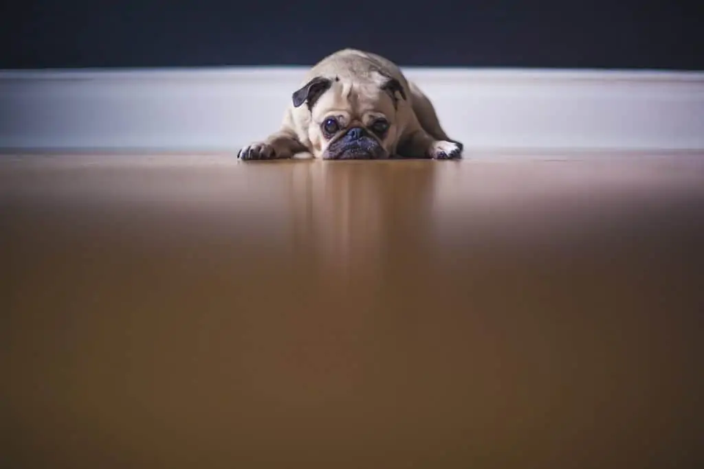 1 a Pug laying on a hardwood floor