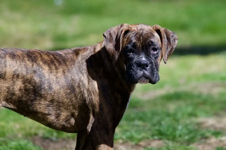 A brindle hot sale boxer