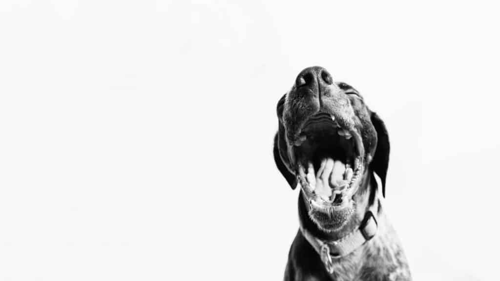 1 a dog yawning