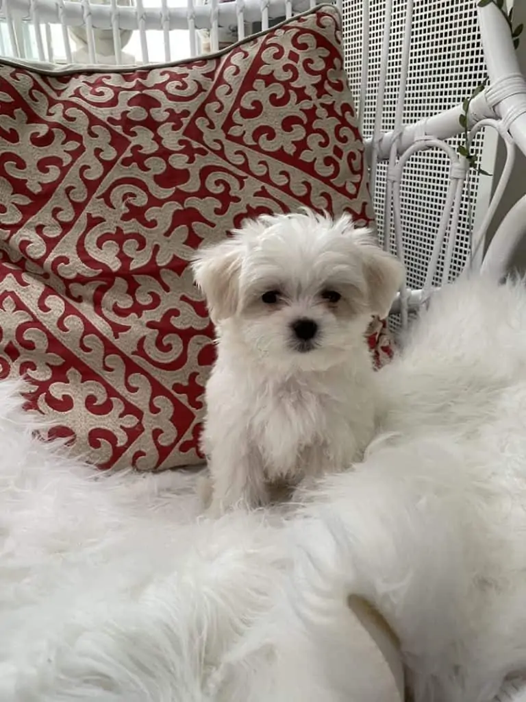 1 a maltese puppy sitting on a chair