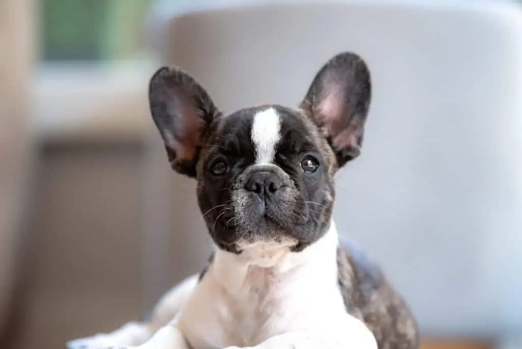 10 a frenchie with big ears