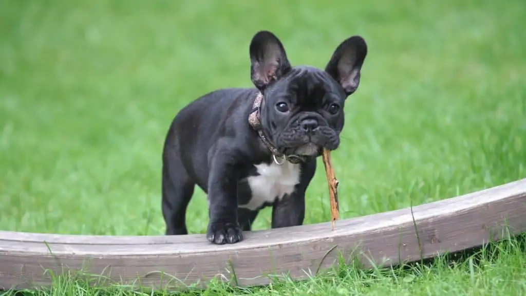 11 a black frenchie with a stick