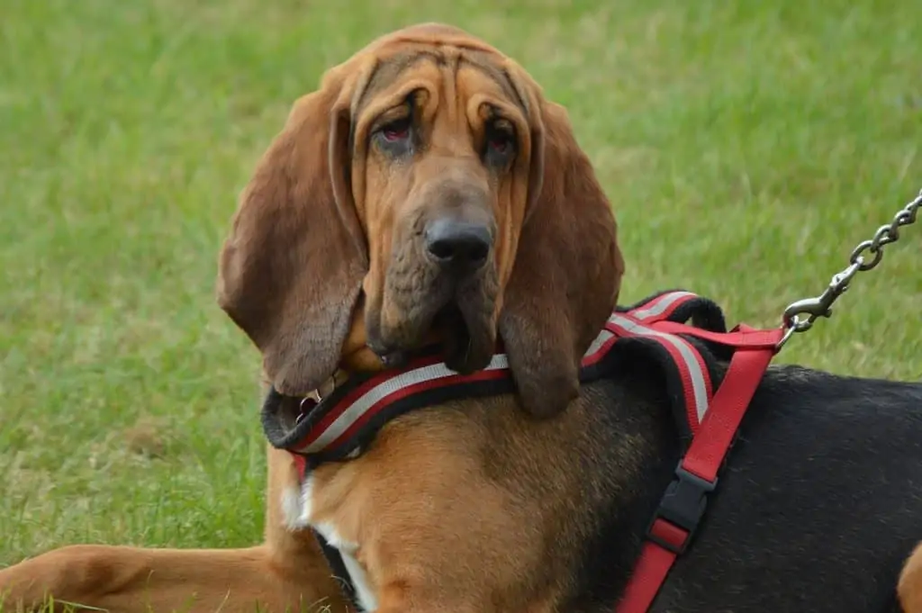 11 a bloodhound with a red harness