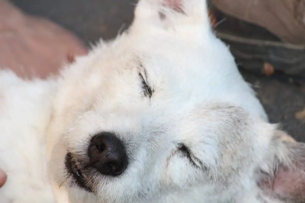 11 an American Eskimo Dachshund