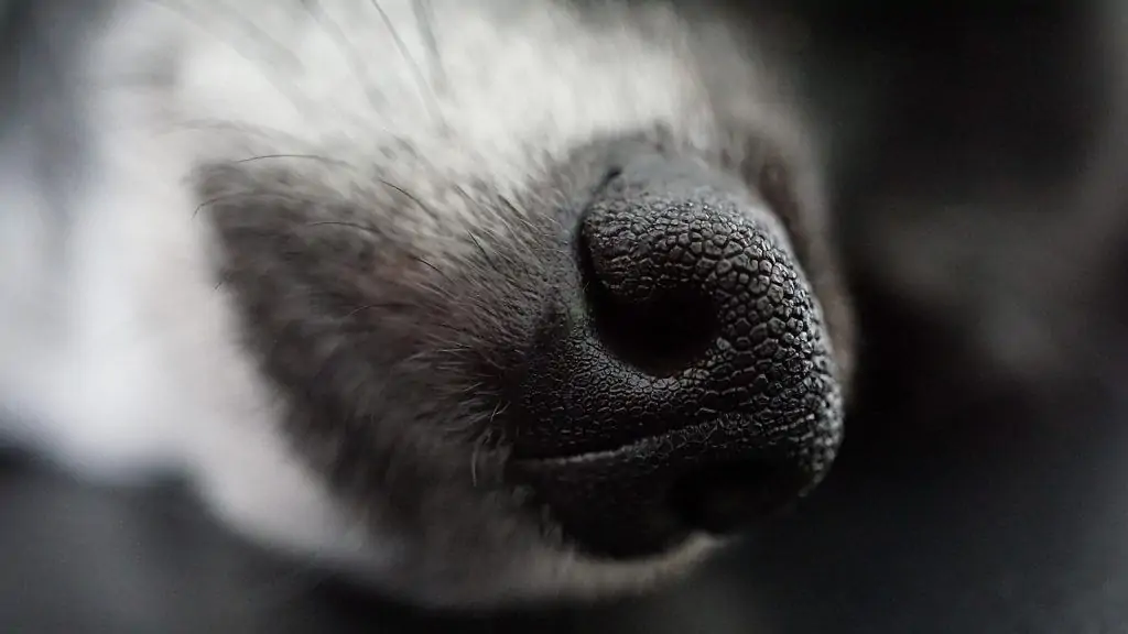 12 a close up of a dog nose