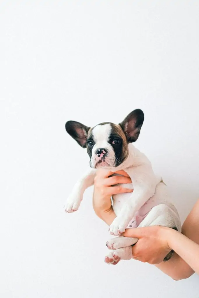 12 a mini French Bulldog being held