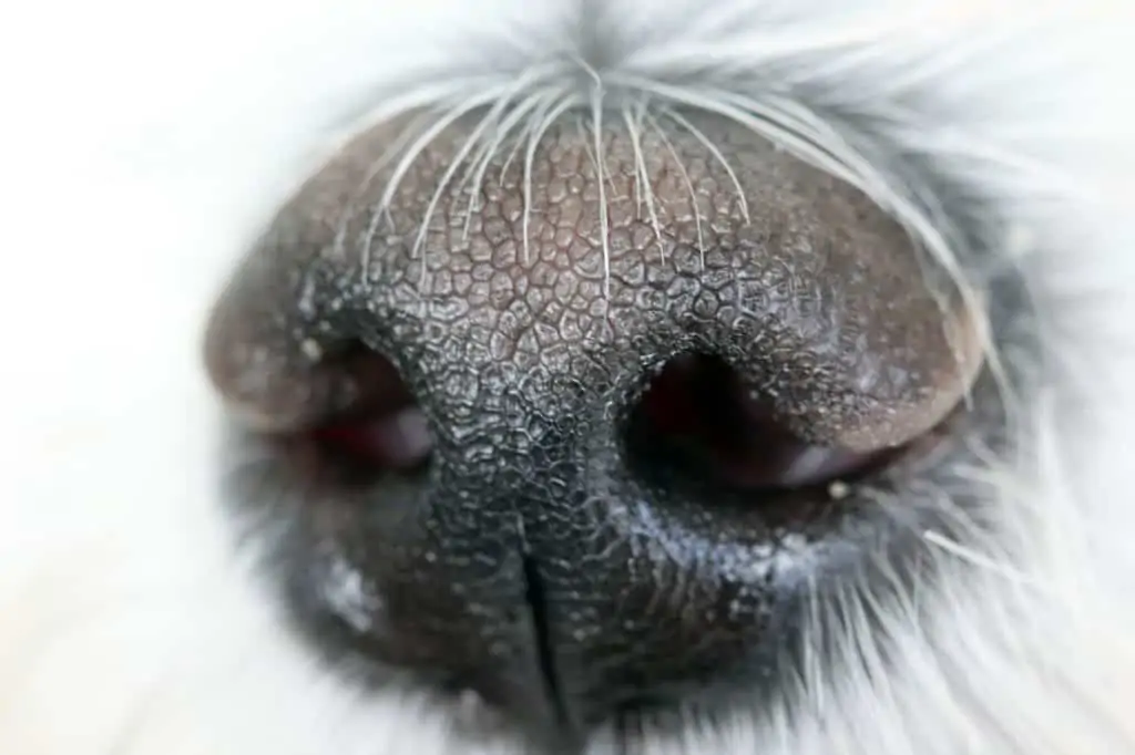 13 a close up of a white dogs nose