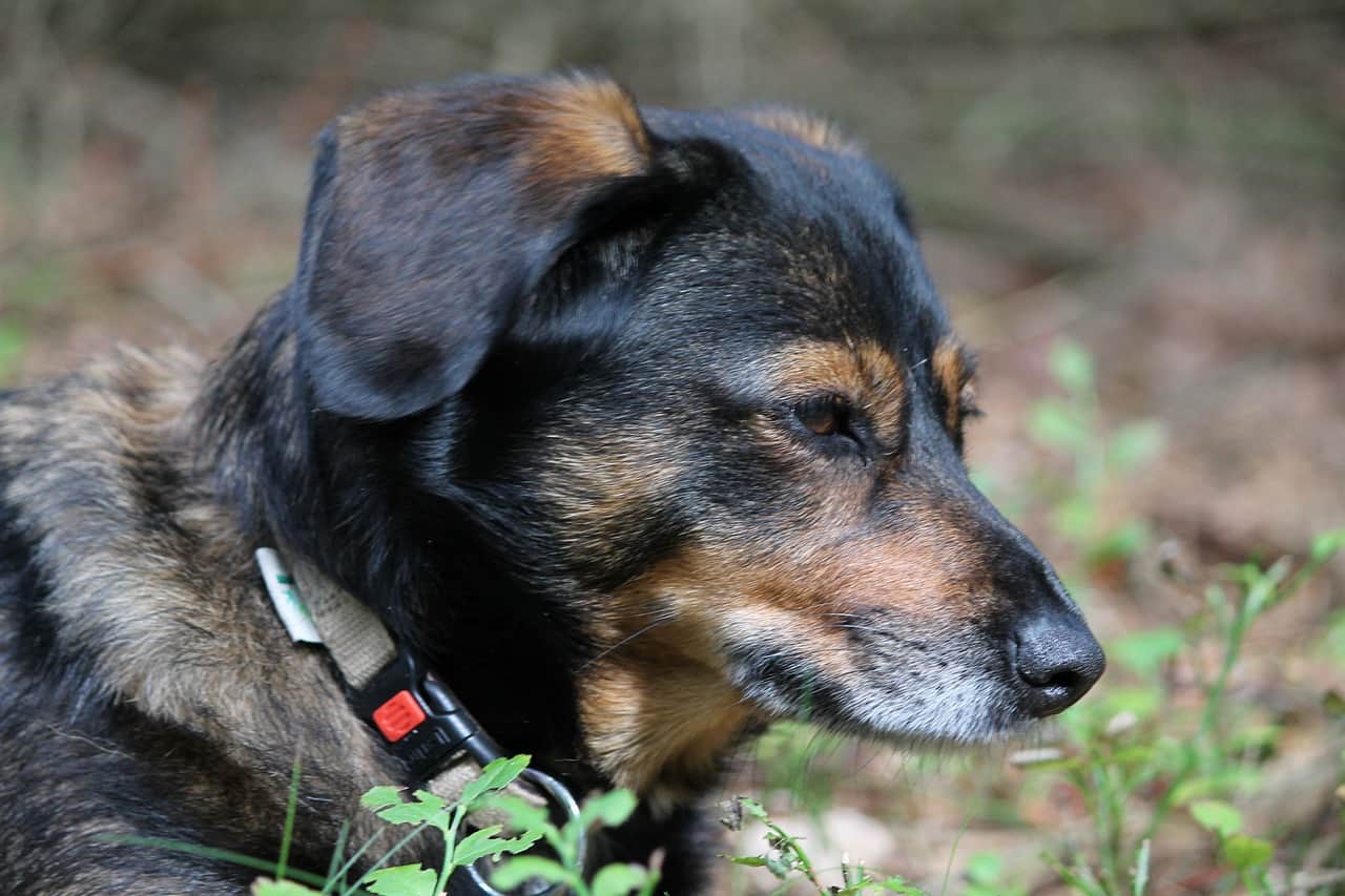 17 Most Popular Dachshund Mix Dogs Your Dog Advisor