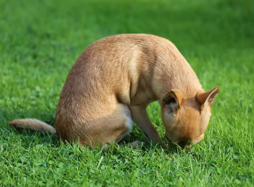 14 a dog sniffing the grass