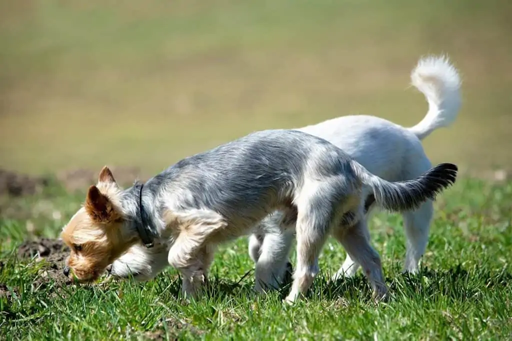 15 two yorkie dogs sniffing