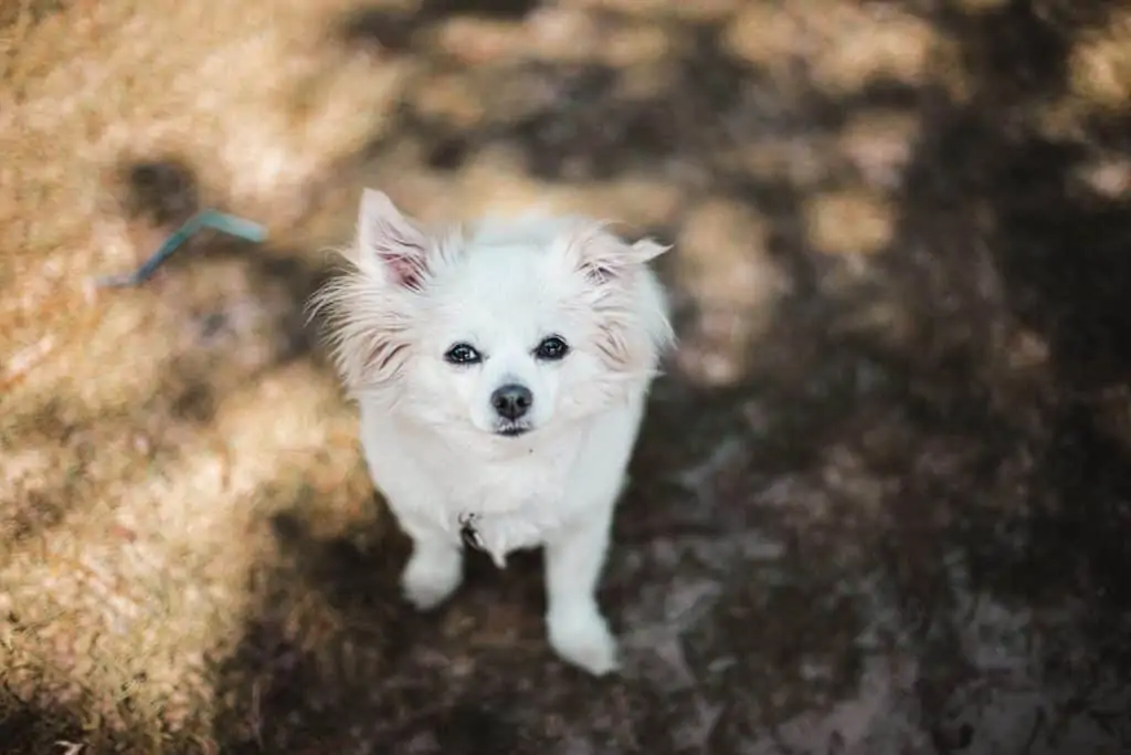 17 a white Dachshund Pomeranian mix