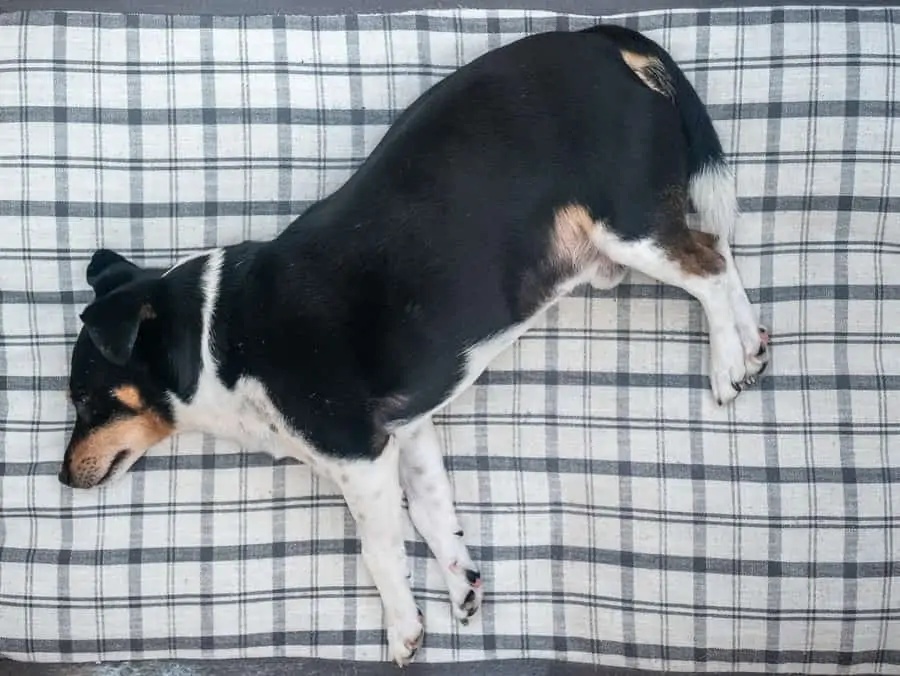 2 a black dog laying on a bed