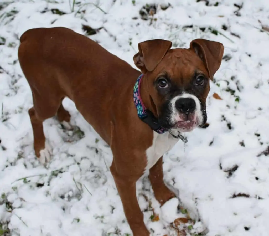 2 a brown Boxer in snow