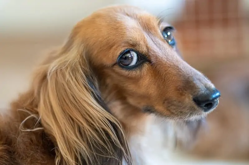 2 a long haired Dachshund