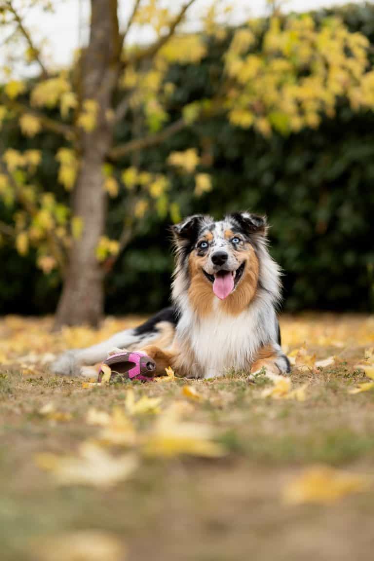 Your Ultimate Guide To The Border Collie Aussie Mix Your Dog Advisor