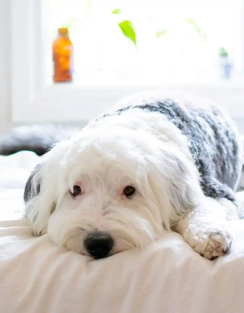 2 a white and grey sheepadoodle