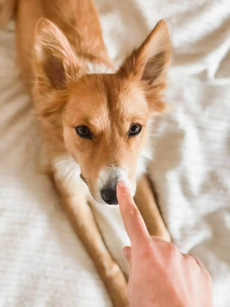 2 human tapping a dogs nose